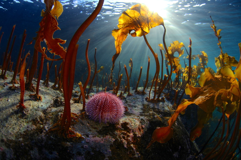sea urchin, The Barents sea, light, under water, Egor Nikiforov, algae, rays, 2K, nature, the bottom, sea, echinus