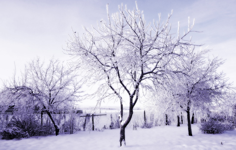 snow, day, plant, painting, nature, land, winter, white, no people, cold temperature, beauty in nature, trees, covering, black, tree, 2K, Russia, branch