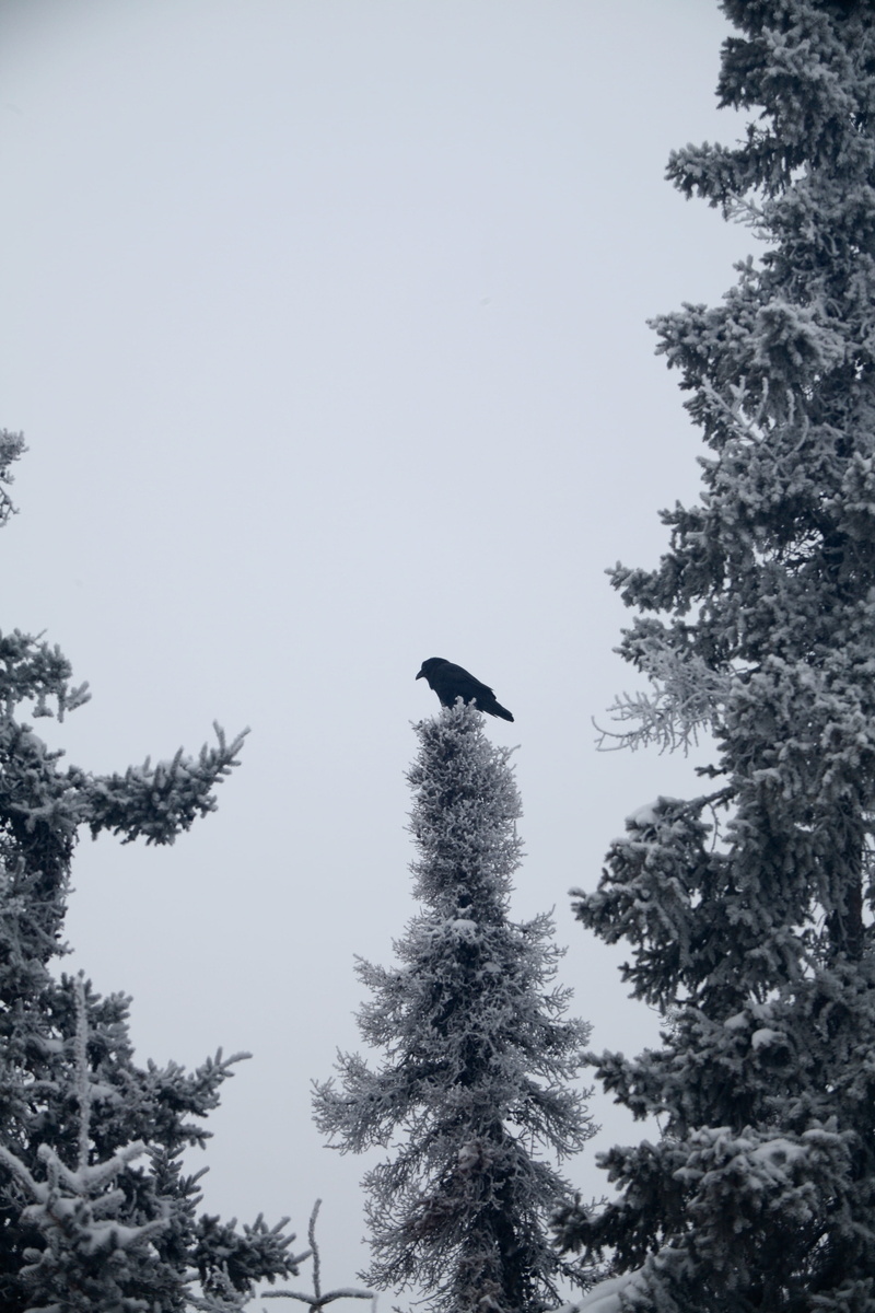 grey, forest, wildlife, vertebrate, yellowknife, sky, winter, branch, growth, bird, tree, outdoors, nature, beauty in nature, trees, one animal, animal