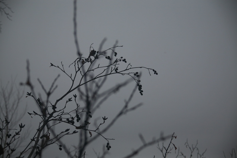 4K, plant stem, growth, berrier, outdoors, nature, low angle view, november, tree, no people, day, dry, plant, plants, silhouette, animal themes, gray