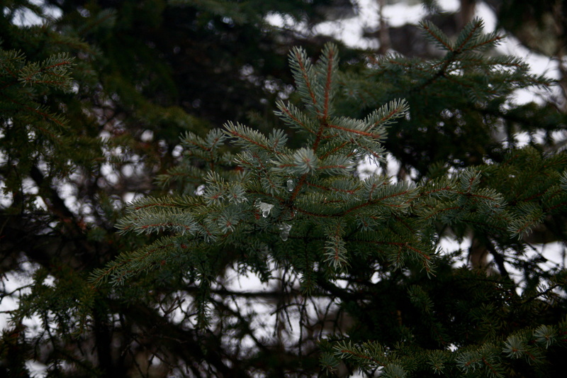 pine tree, tree, trees, coniferous tree, snow, fir tree, pine woodland, close-up, beauty in nature, day, growth, green color, evergreen, winter, 4K, plant