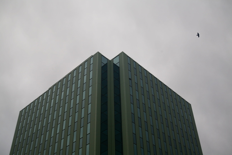 built structure, flying, bird, building exterior, sky, tower, day, skyscraper, canada, low angle view, outdoors, animal themes, city, windows, vertebrate