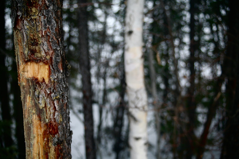 close-up, growth, environment, trees, forest, focus on foreground, land, trunk, wood - material, environmental issues, yellowknife, plant, beauty in nature