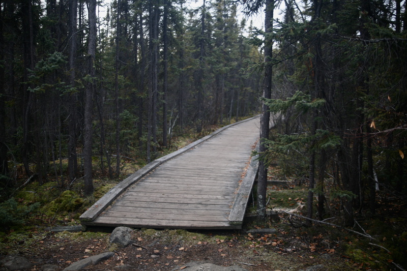 canada, growth, trunk, the way forward, wood - material, tree, footpath, trail, yellowknife, plant, wilderness, day, land, frame lake, path, tranquility