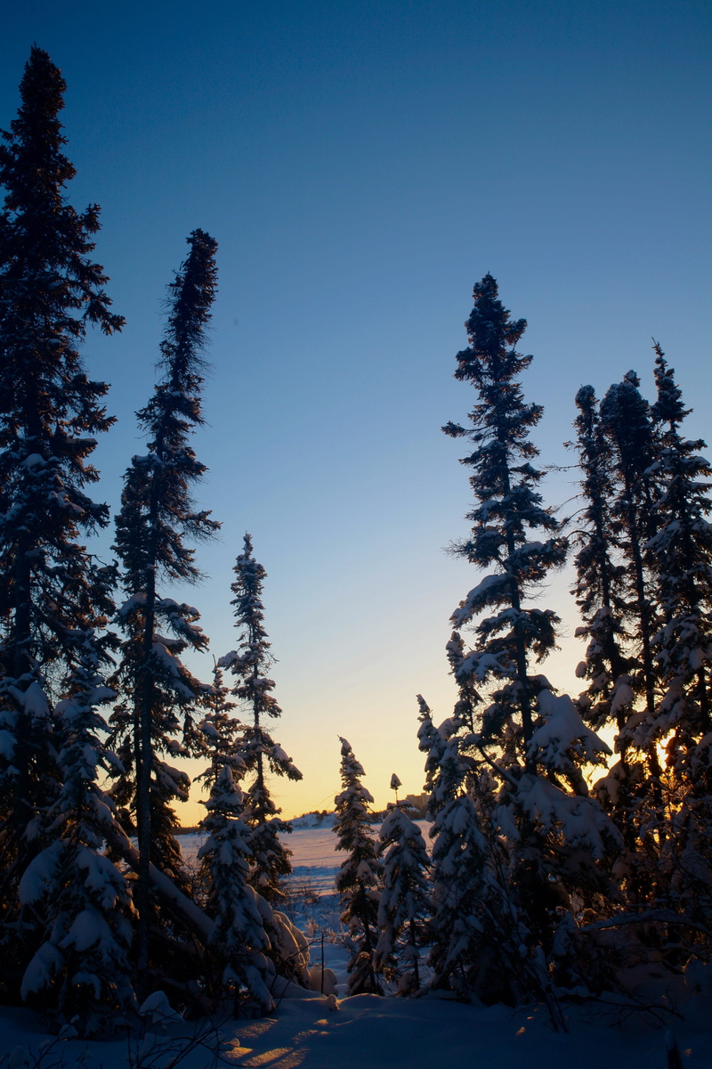 landscape, tranquility, scenics - nature, covering, yellowknife, tree, woodland, growth, trees, canada, non-urban scene, beauty in nature, 4K, sky, snow