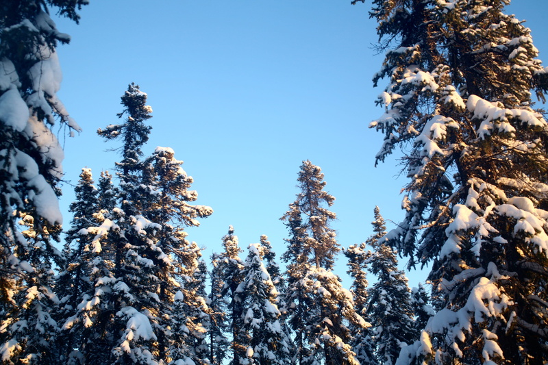 woodland, clear sky, beauty in nature, winter, evergreen, coniferous tree, white color, nature, covering, no people, cold temperature, forest, sunlight