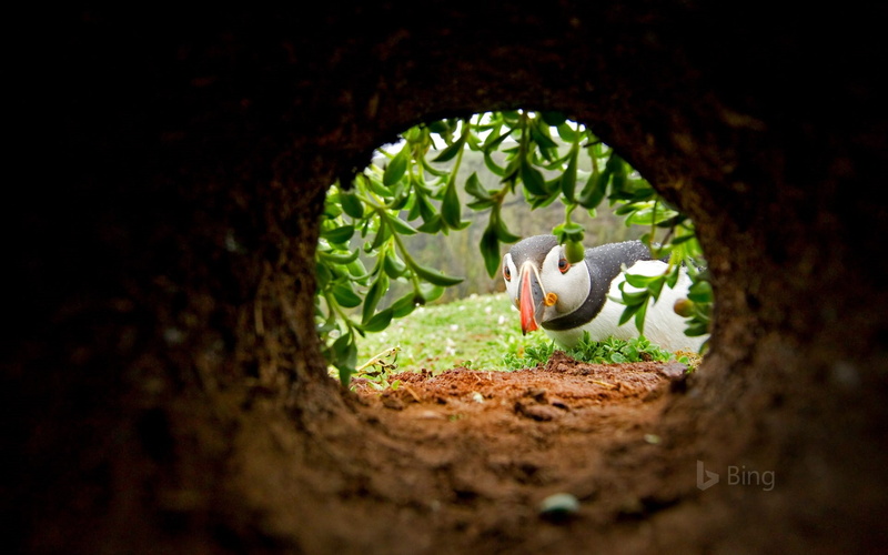 outdoors, growth, nesting, land, dirt, wales, animals in the wild, skomer, one animal, trunk, island, puffin, tree, b, animal wildlife, animal, plant, 1080P