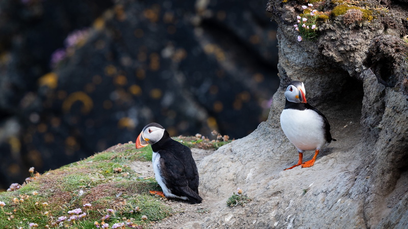 scotland, focus on foreground, two animals, nature, day, vertebrate, birds, group of animals, 4K, colorful, plant, animal themes, rock, shetland, perching
