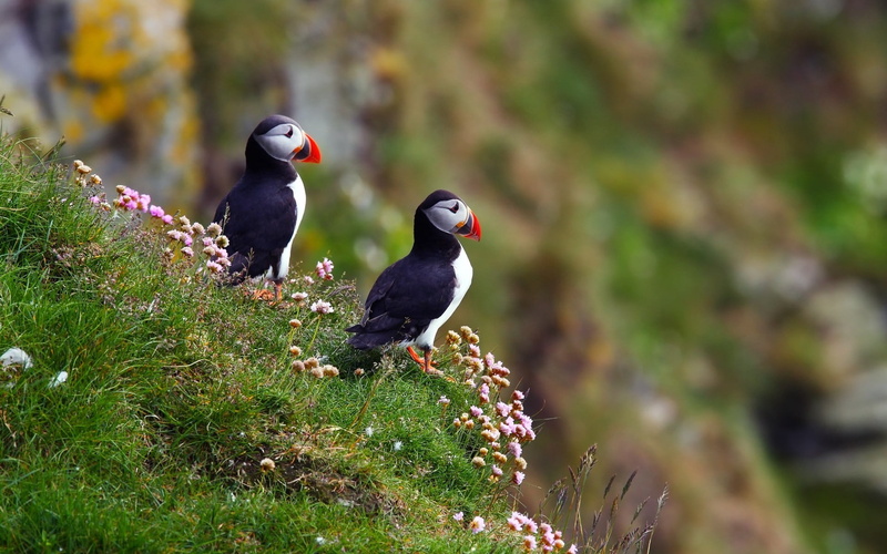 near, bird, vertebrate, animal, fratercula, group of animals, water, multi Colored, tree, close-up, faroe Islands, birds, puffin, cliff, photography, beak