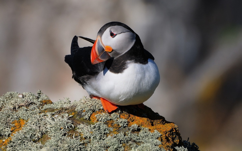 nature, stone, focus on foreground, close-up, one animal, beak, penguin, bird Watching, sea Bird, orange color, black Color, animals In The Wild, white