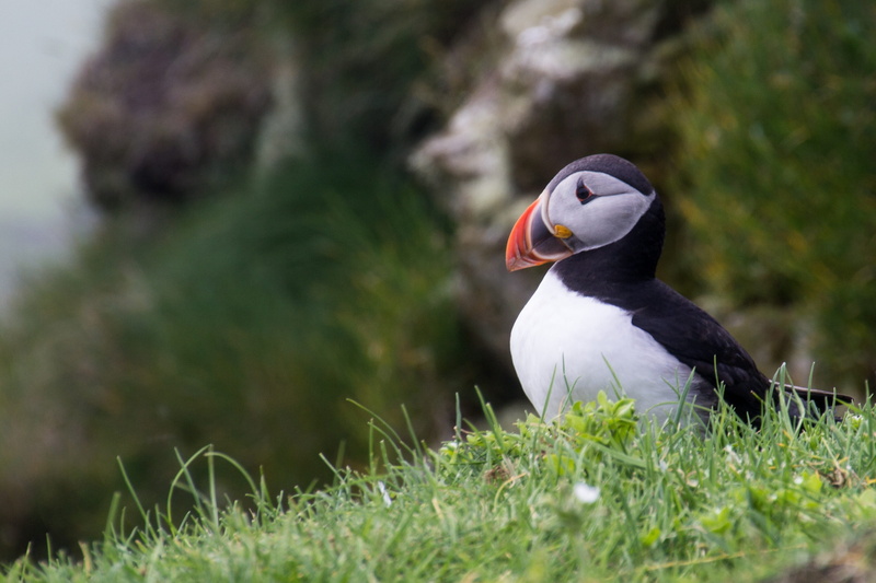 animal body part, day, faeroe islands, one animal, no people, animal, outdoors, land, atlantic puffin, bird, animal themes, bird cliff, 2K, green color