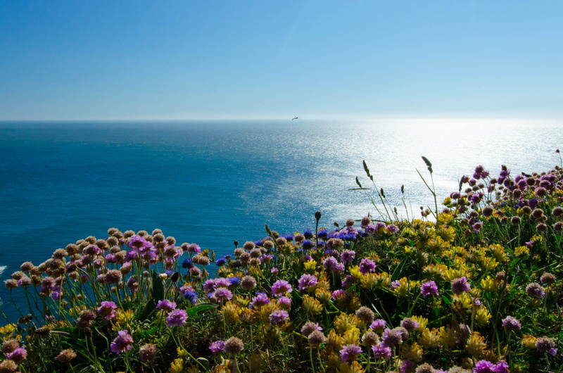 scenics - nature, Irish Sea, 2K, coast, travel, growth, sea, Puffin Island, petaled, summer, landscape, water, tranquil scene, sky, bay Of Water, mediterranean Sea