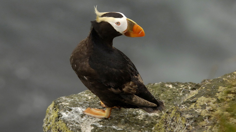 1080P, animals in the wild, Islands, animal wildlife, bird of prey, vertebrate, outdoors, Alaska, birds, rock, perching, rock - object, focus on foreground