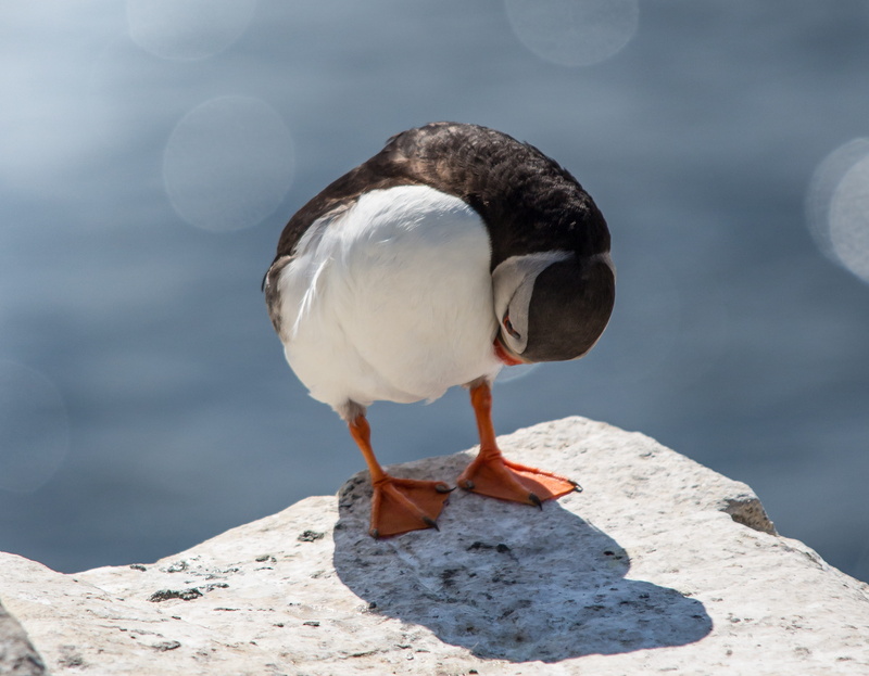 full length, cliff, gray, black, white, sunlight, puffin, outdoors, rock, perching, water, animal wildlife, animal themes, one animal, solid, seagull, duck