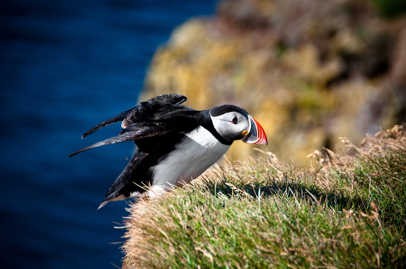 animals And Pets, puffin, bird, take off, latrabjarg, white, black, focus on foreground, scandinavia, iceland, sea, sunlight, no People, one Animal, water