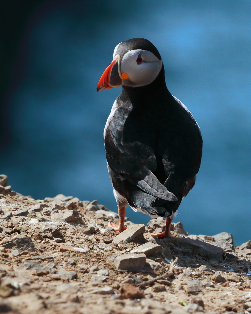 photography, white, macro, close-up, solid, bokeh, one animal, orange, focus on foreground, shot, bird, 2K, focus, vertebrate, animal themes, blur, puffin