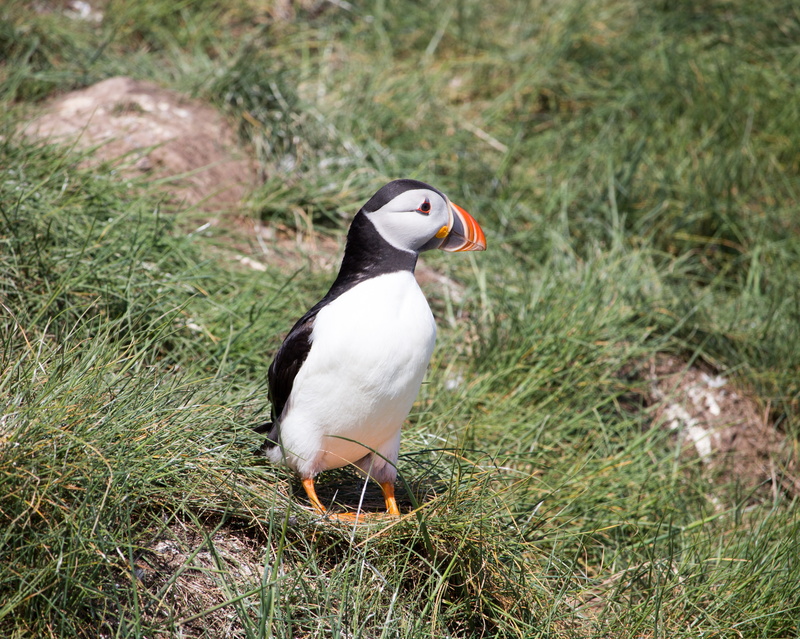 beak, northumberland, north sea, seabird, wildlife, bird, high angle view, farne islands, focus on foreground, no people, animal wildlife, outdoors, one animal
