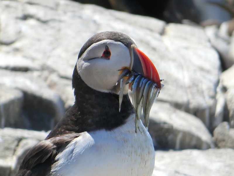 animal themes, 4K, sea birds, bird, animal world, close-up, penguin, white color, rock - object, one animal, solid, animal, nature, animals in the wild