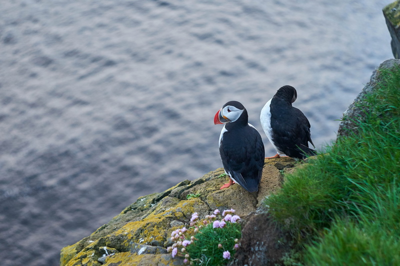ocean, blue, Umwelt, outdoors, beautiful, flower, Wasser, frosty, Gras, Puffin, black, water, nature, sky, 4K, Schnabel, Island, rock, Zwei, birds, beak