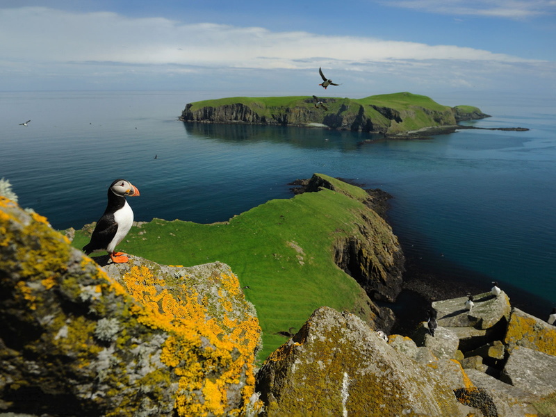 Puffin, Islands, birds, 720P