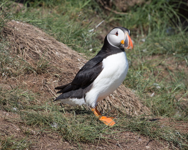 plant, animal, full length, food, wildlife, nesting, field, seabird, vertebrate, animal wildlife, coast, north sea, wild, nest hole, bird, focus on foreground