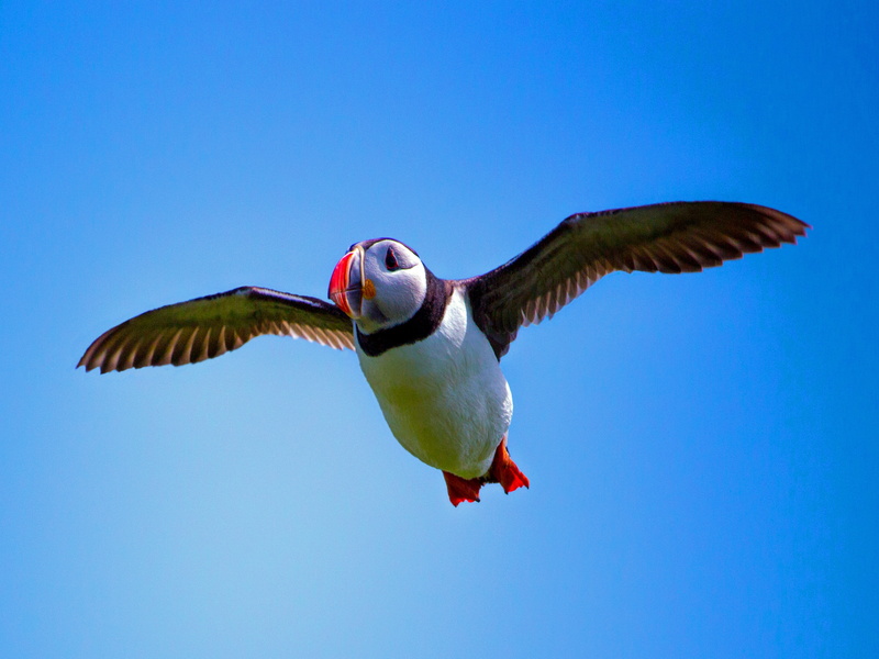 outdoors, vertebrate, flying, motion, wildlife, one animal, blue, animals in the wild, sunny, puffin, animal body part, no people, farne islands, day, animal wildlife