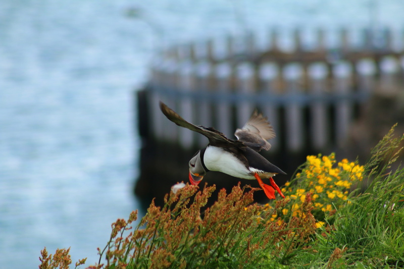 vertebrate, outdoors, spread wings, rock, focus on foreground, bird, animal wildlife, sea, island, puffin, flowering plant, beauty in nature, plant, nature