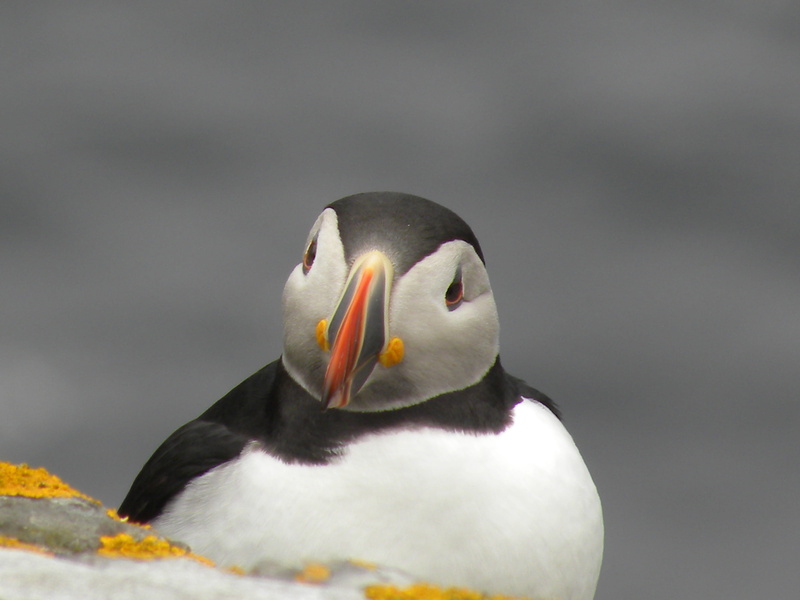 animals, animal themes, 4K, puffin, uk, close-up, shetland island, penguin, animal wildlife, shetlands, day, animal body part, bird, united kingdom, animal