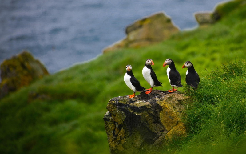 Stone, Faroe Islands, Stones, nature, birds, Puffins, animals, Depth Of Field, 1080P