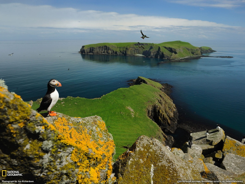 island, UK, birds, National Geographic, 720P, Puffins, Scotland, Coast, Lichen