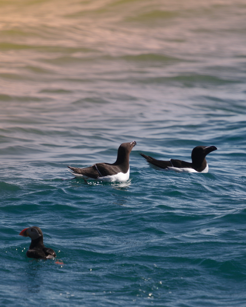 water, beauty in nature, duck, albatross, island, mallard, naturephotography, waterfowl, animals in the wild, two animals, anseriformes, ocean, sea, no people