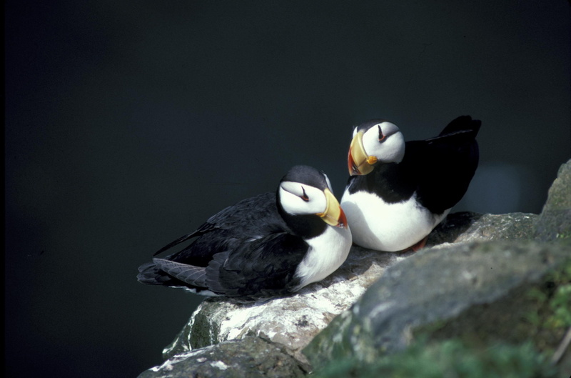 copy space, animal, puffins, vertebrate, cliff, animal family, nature, animals in the wild, 2K, rock - object, nesting rock, togetherness, colorful, close-up