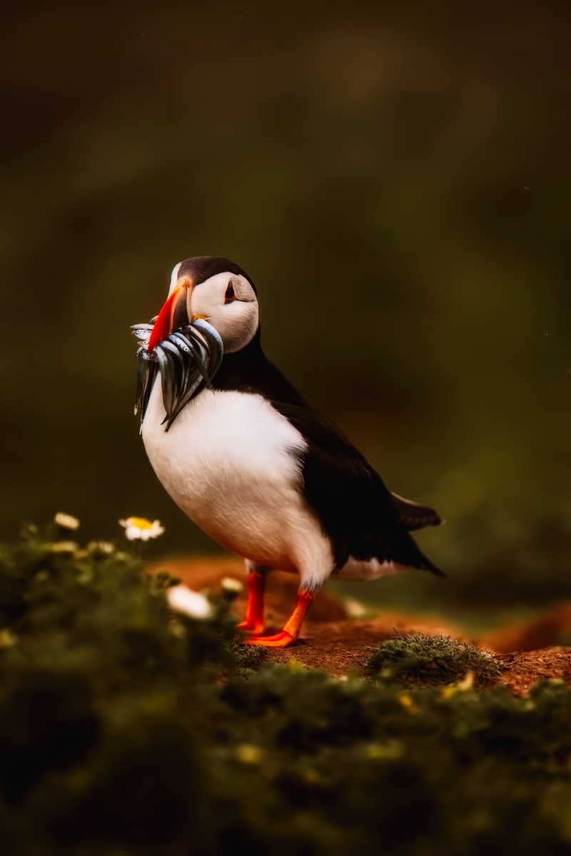 duck, animal wildlife, animals in the wild, wildlife, animal themes, vertebrate, black, beauty in nature, outdoors, land, full length, selective focus