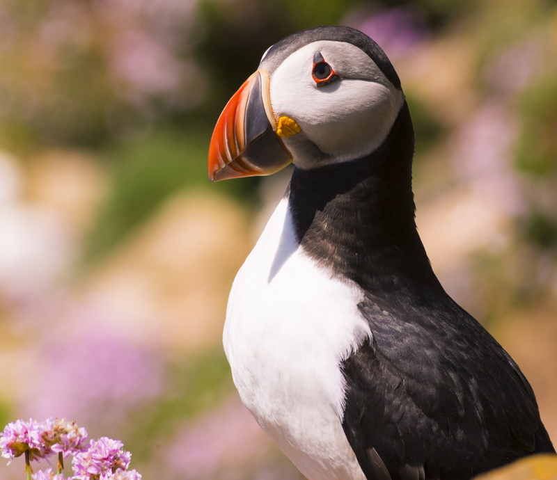 plant, black color, outdoors, penguin, beak, puffin, nature, zoology, looking, animal, island, vertebrate, wings, dom, close-up, flight, birds, bird, 4K