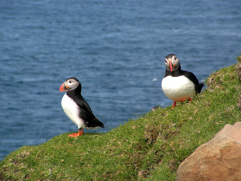 seagull, animal wildlife, two animals, nature, water, no people, bird, solid, group of animals, sea birds, atlantic, faroe islands, mykines, sea, perching