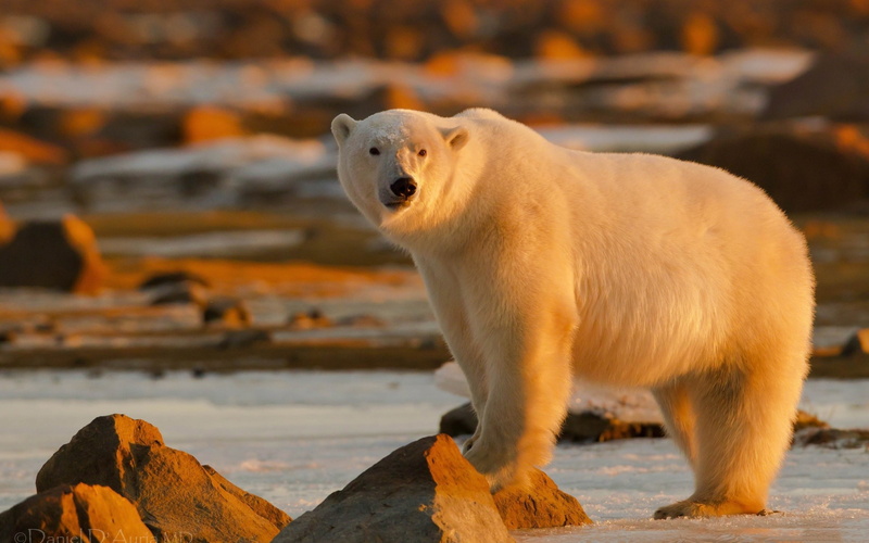 polar, 4K, bear, arctic, widescreen, large, hd