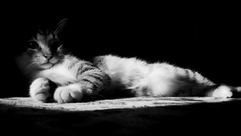 young animal, domestic cat, resting, 4K, relaxation, close-up, animal themes, animal, indoors, cute cat picture caption, mammal, cat, domestic, one animal