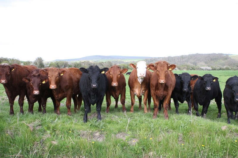 pets, domestic animals, field, grass, animal themes, no people, large group of animals, cow, animal, vertebrate, nature, herbivorous, livestock, plant