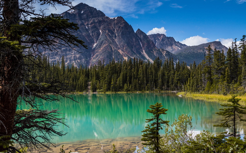 tree, Rocky Mountains, turquoise colored, green color, mountain, Albert, tranquility, Jasper National Park, coniferous tree, Canada, remote, mountain peak
