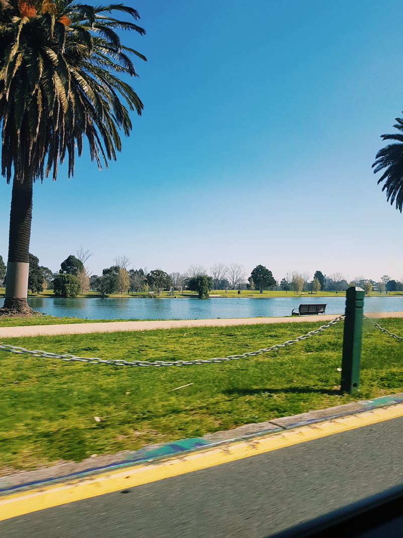 outdoors, tree, sky, day, road, asphalt, tropical, water, tropical climate, tranquility, growth, transportation, albert park, path, clear sky, beauty in nature