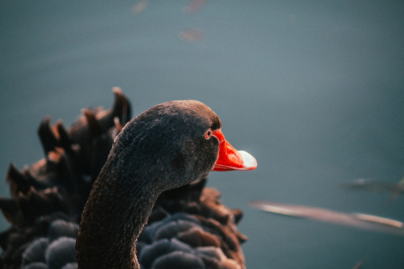 carp, anseriformes, australia, vertebrate, duck, swan, animal neck, flock, one animal, blossom, fish, bird, albert park, black, day, nature, animals in the wild
