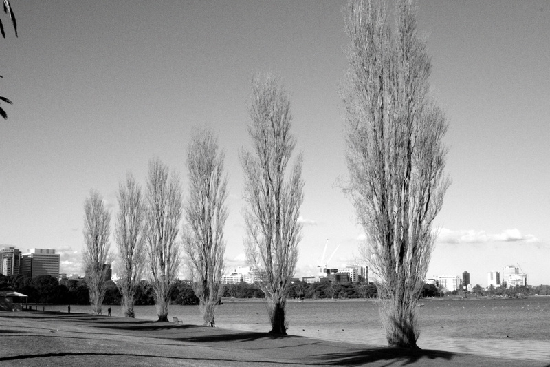water, trees, city, albert park, bandw, albert park lake, lake, day, building exterior, sky, plant, land, outdoors, black and white, landscape, architecture