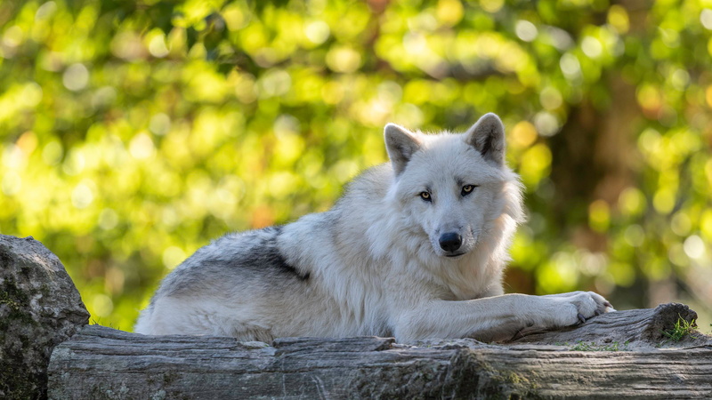 foliage, face, bokeh, handsome, look, 4K, pose, white, polar, green, background, wolf, yellow, stay, light, glare, log, lies