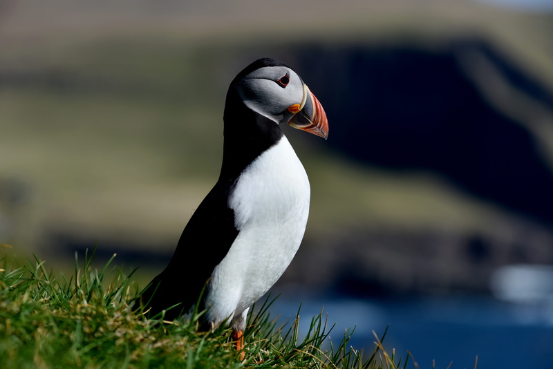 focus, focus on foreground, animals In The Wild, plant, faroe Islands, bird, photo, black Color, white color, penguin, antarctica, nature, 5K, iceland