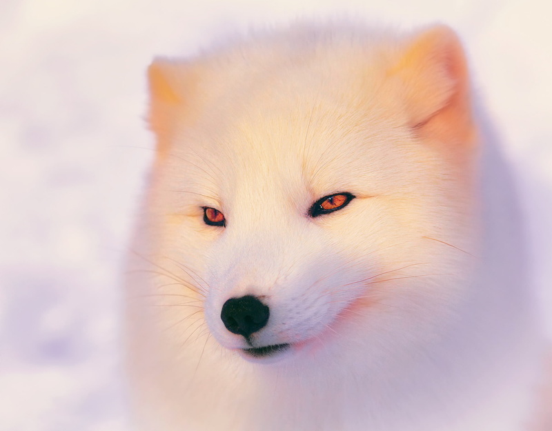 Fox, 1080P, winter, polar Fox, light