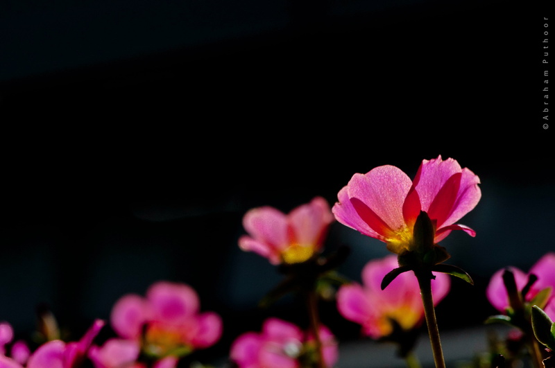 flowers, lightroom, nature, puthoor, cokin, 2K, plant, flower Head, photography, flower, beauty In Nature, pink Color, petal, closeup, flora, pink, closeup photography