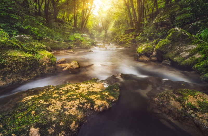 day, Leading, rainforest, benedetto, Jungle, tree, flowing water, beauty in nature, polariser, tripod, Stream, Summer, lazio, trees, Gold, rome, Deep, Landscape