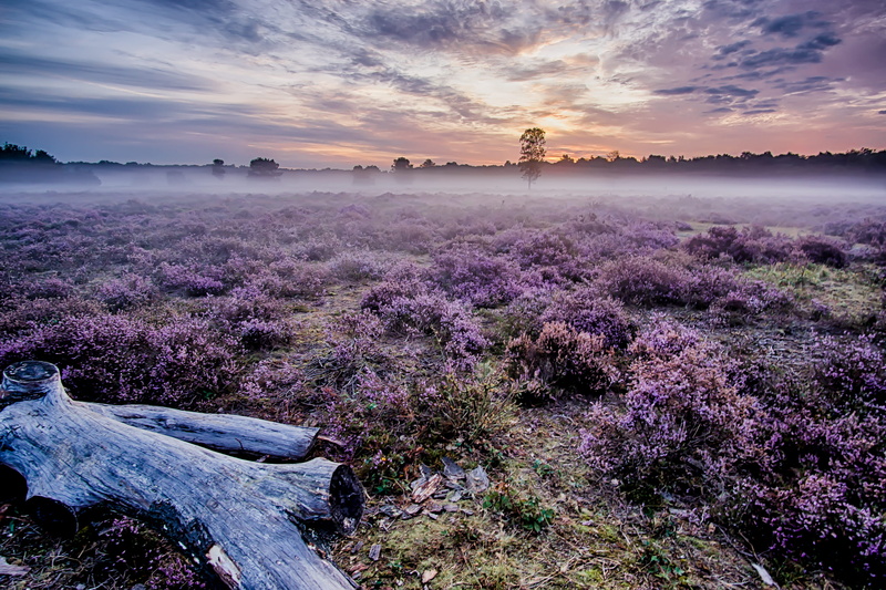 pink Color, summer, lavender, mist, plant, flowers, gray, backgrounds, heath, sunrise, blue, dusk, forest, driftwood, haze, colorful, travel, scenics, beauty In Nature