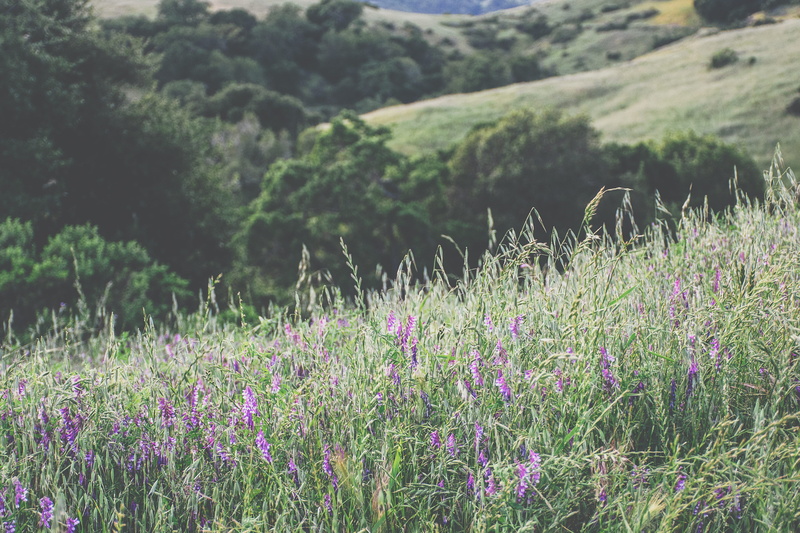 beauty in nature, landscape, freshness, flower, heather, environment, no people, united states, scenics - nature, hiking, tranquility, nature, hills, field