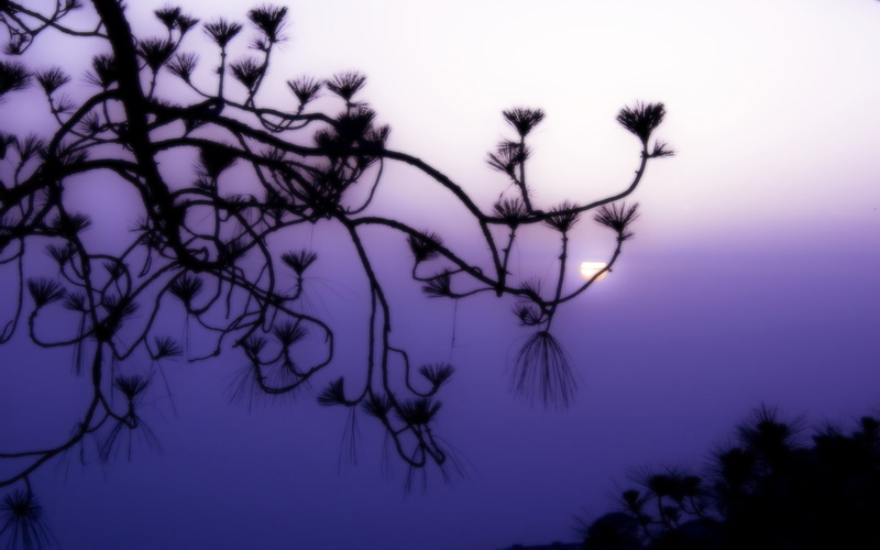 sky, 1080P, silhouette, sunset, photography, purple, haze, trees, himalayanmountains, nature, thesun